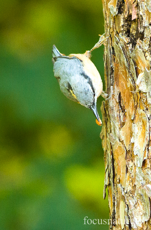 Sittelle 4527.jpg - Sittelle torchepotSitta europaeaEurasian Nuthatch (Ermitage, Genève, Suisse, juillet 2012)